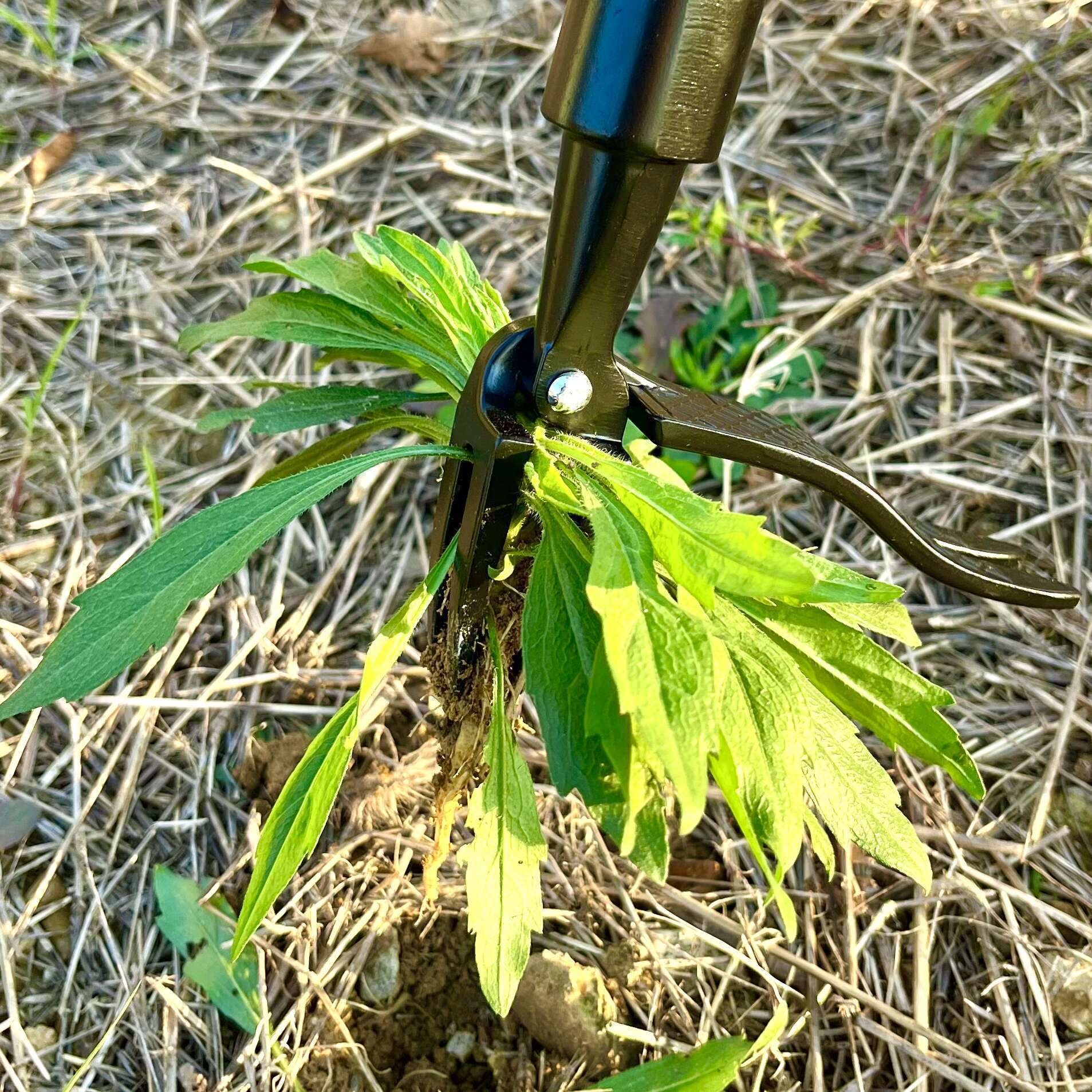Stand Up Weed Puller Claw Tool - Gardening Tools To Remove Grass incelemesi ve fiyatı