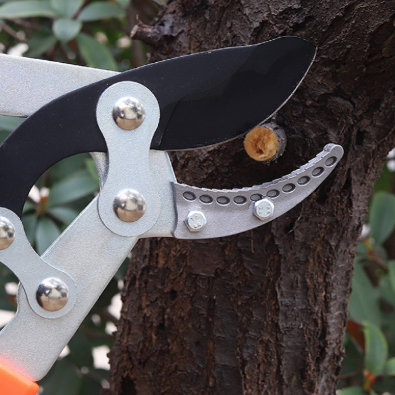 Telescopic Branch Pruners Shar - Gardening Tools incelemesi ve fiyatı